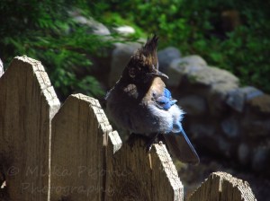 Stellar jay bird