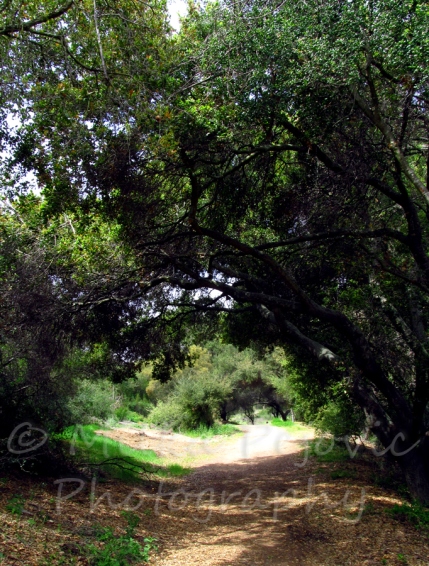 The Enchanted Forest - Dos Picos Park, Ramona, California