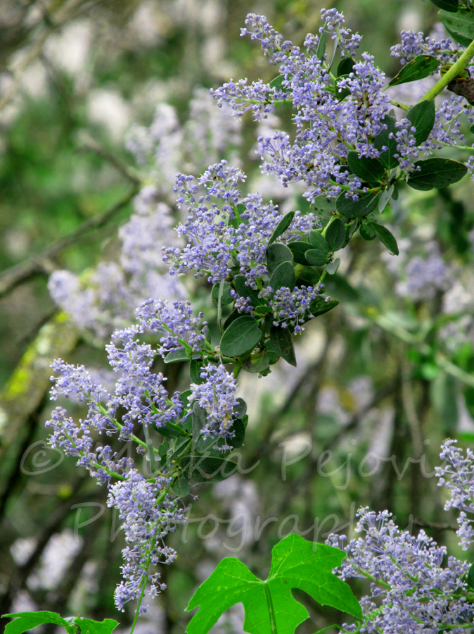 Lilac blooms in Ramona, California