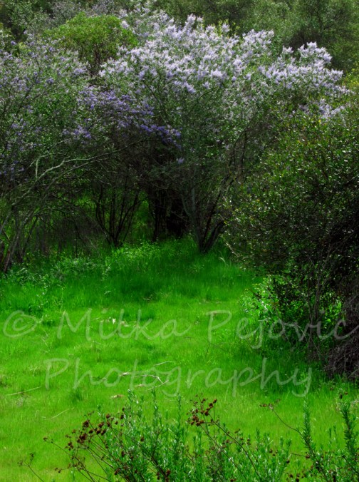 Let's Wild Weekly Photo Challenge: Green grass