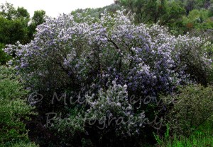 Ramona lilac tree in bloom