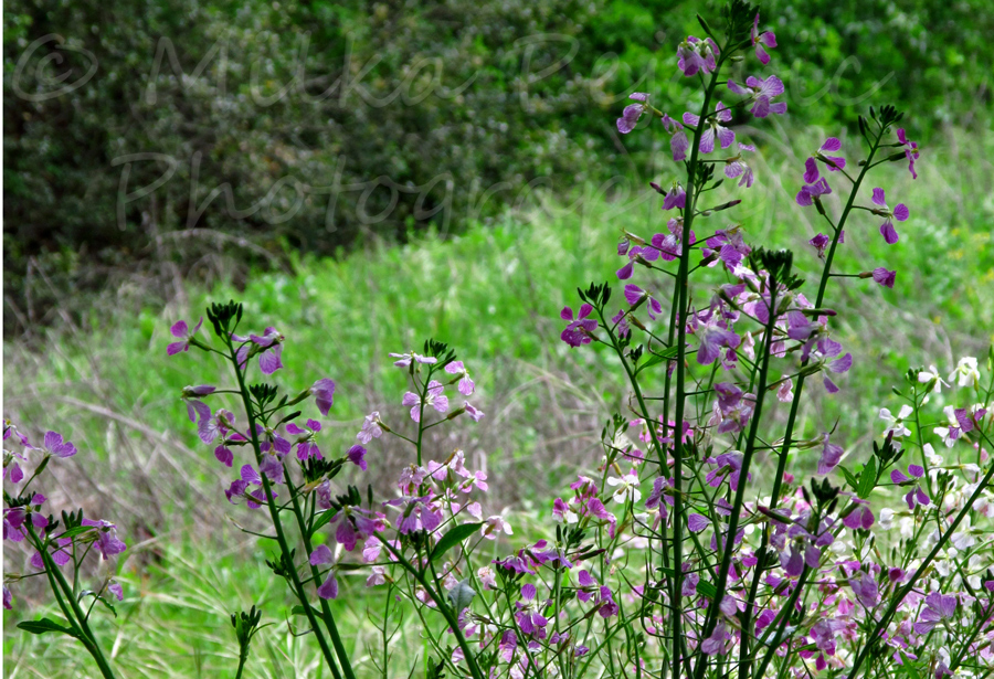 California wildflower blooms