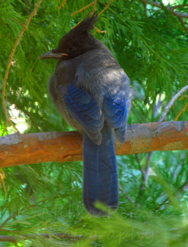 Photo of male Stellar Jay bird in Idyllwild, California