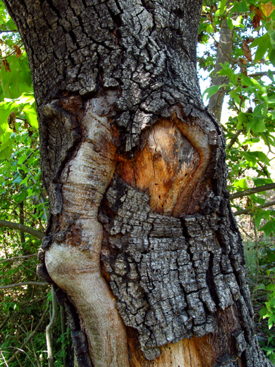 A word a week - face of woman in tree trunk