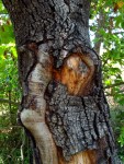 A word a week - face of woman in tree trunk