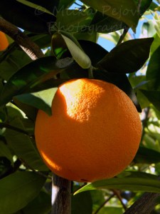 California orange on an orange tree