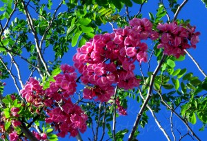 Beautiful pink flower clusters on a tree
