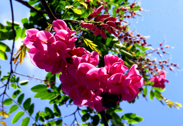 Cluster of pink flowers blooming on a tree