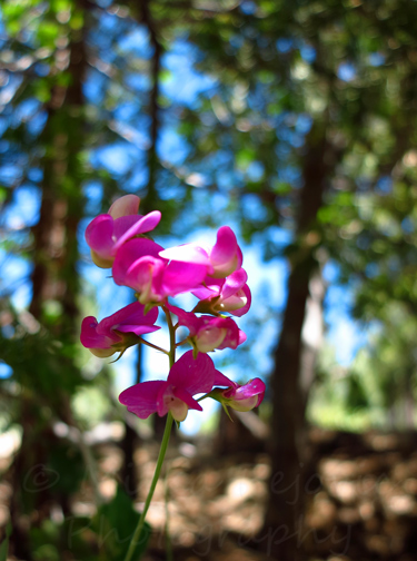 Sweet pea flower in Idyllwild, California