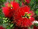 April - Bottle brush tree flowers April - Bottle brush tree flowers