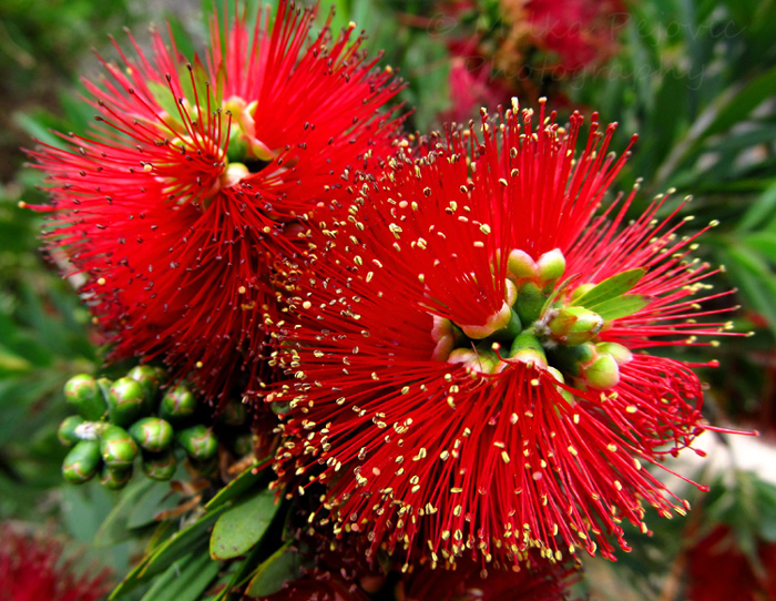 Wordpress weekly photo challenge: Saturated - Bottle brush tree flowers