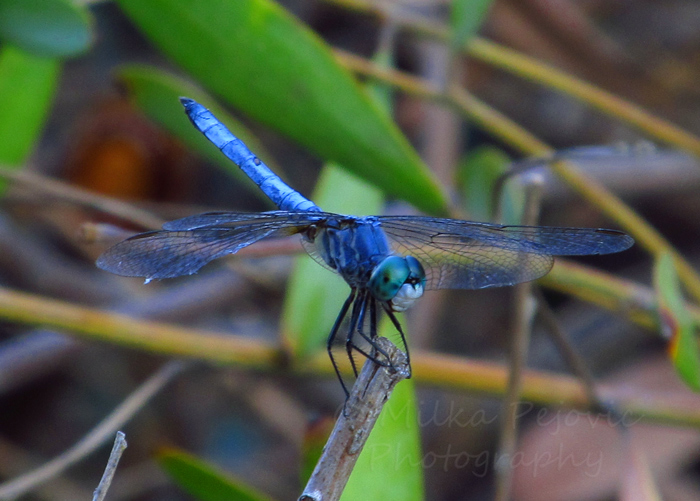 Blue dragonfly Blue dragonfly