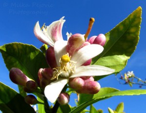 Cee’s Fun Foto Challenge: Rainbow colors - lemon blossoms
