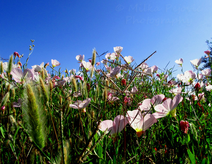 2013 calendar pick for March: California wildflowers 2013 calendar pick for March: California wildflowers
