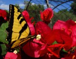 May - Tiger swallowtail butterfly on bougainvillea May - Tiger swallowtail butterfly on bougainvillea