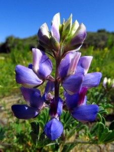 Purple and white California lupine at San Diego Mission Trails Regional Park