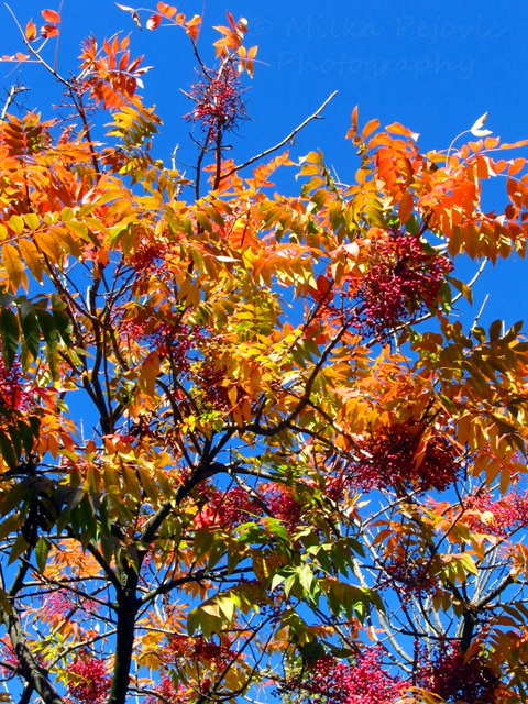 Fall foliage in San Diego - yellow and orange leaves, red seeds of the sumac tree
