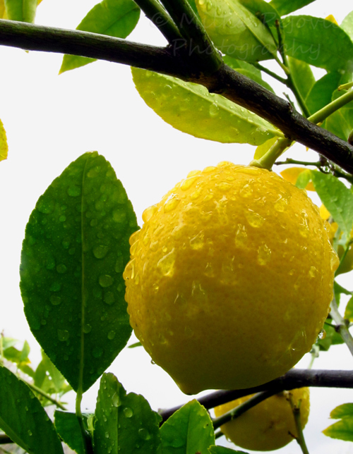 Wet lemon on a lemon tree