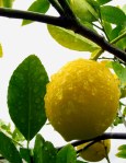 Wet lemon on a lemon tree
