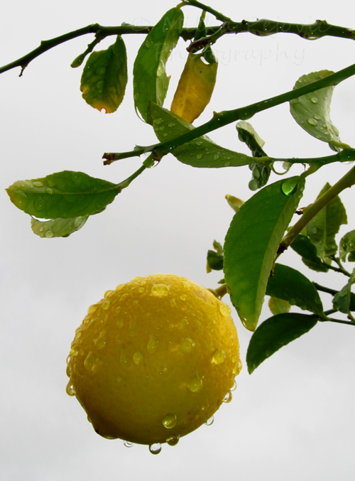 Photo of a lemon on a rainy day