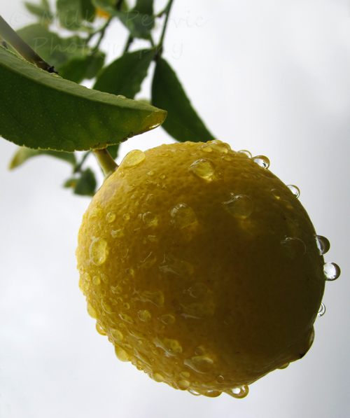 Close-up of a wet lemon