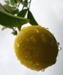 Close-up of a wet lemon