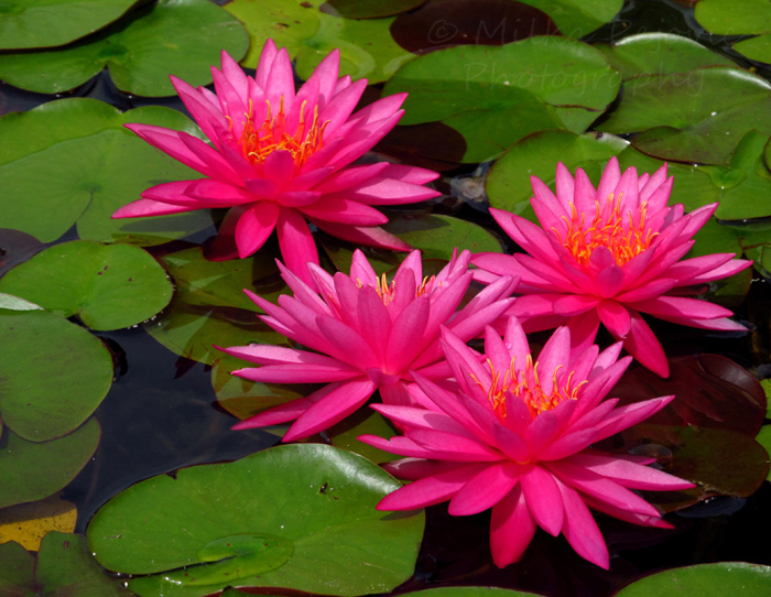 My 2013 photo calendar pick for August: the water lilies of San Diego's Balboa Park