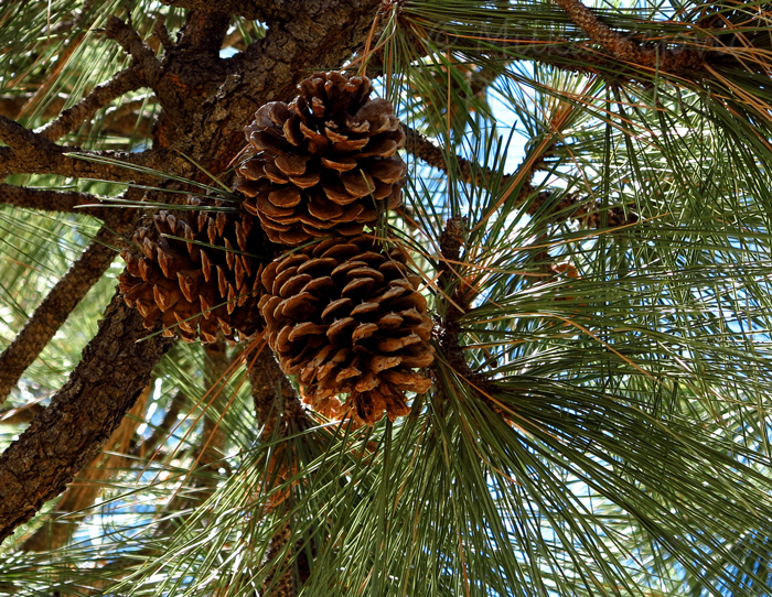 My 2013 calendar pick for December: pine cones up the pine tree