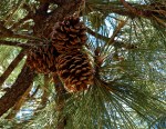 December: pine cones up the tree December: pine cones up the tree