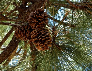 December: pine cones up the tree