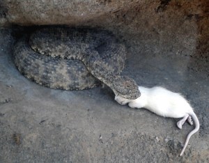 Let’s Be Wild Weekly Photo Challenge – Escape. Snake eating a mouse