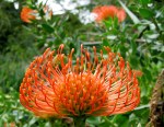 July - protea pin cushion flower July - protea pin cushion flower