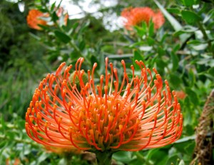 July - protea pin cushion flower