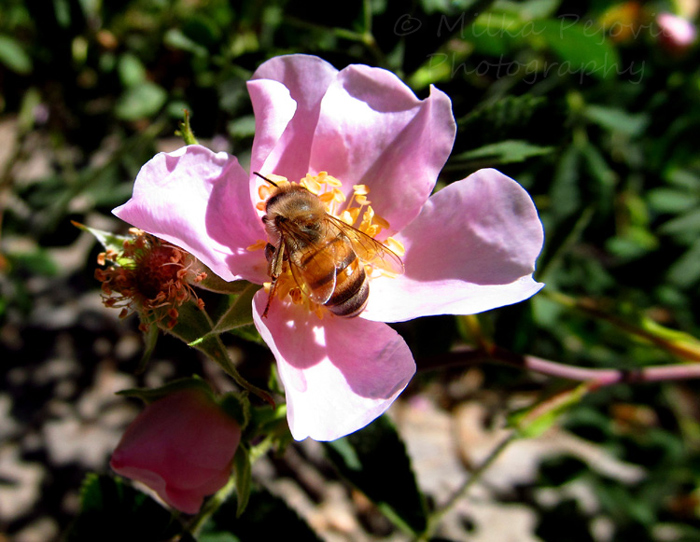 Let’s Be Wild Weekly Photo Challenge – Macro - bee on a wild rose