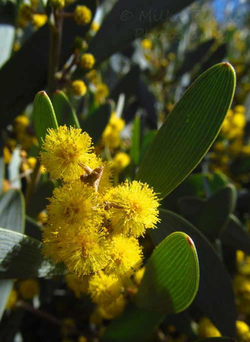 Small puffy yellow flowers - mimosa blooms on the bush Small puffy yellow flowers - mimosa blooms on the bush