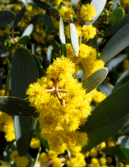 Yellow mimosa flower blooms Yellow mimosa flower blooms