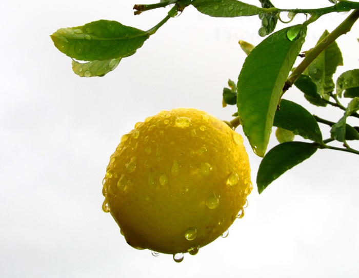My 2013 calendar pick for November: a lemon in the rain