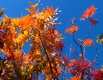Travel theme: Multicolored sumac fall foliage
