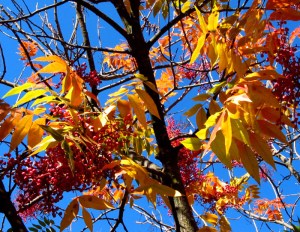 September: sumac's fall foliage