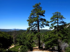 Wordpress weekly photo challenge: horizon at Idyllwild Park, California