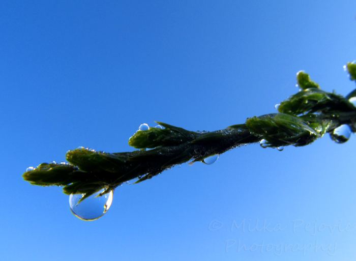 Let's be wild weekly photo challenge - water - wet branch after the rain