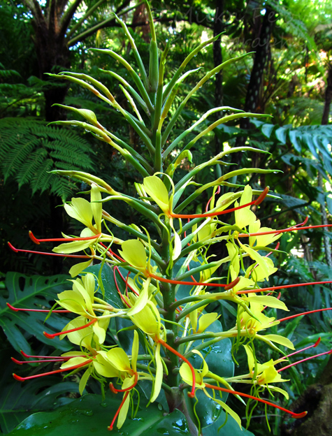 Bright colorful yellow tropical flowers