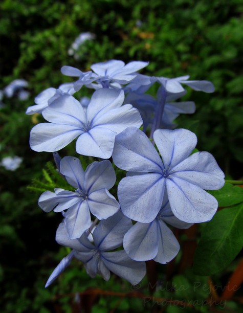 Soft blue flowers