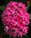 Bright pink flower cluster