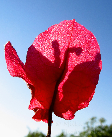 Let’s Be Wild Weekly Photo Challenge – Water - raindrops on a bougainvillea flower