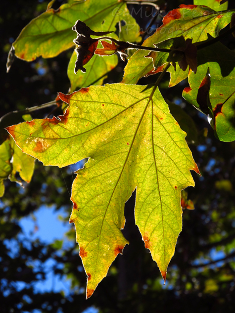 WordPress weekly photo challenge: Changing Seasons - Sycamore tree leaf