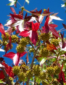 Red leaves of the American sweetgum, or Liquidambar Styraciflua