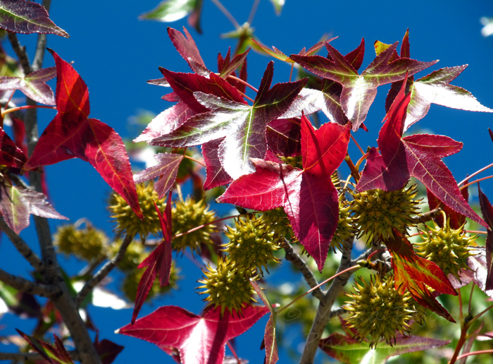 Wordpress weekly photo challenge: Home - changing seasons in San Diego