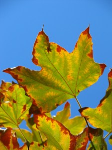 Festival of Leaves - Green and brown Sycamore leaves in the fall
