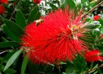 Cee’s Fun Foto Challenge: Lines on a bottle brush tree flower